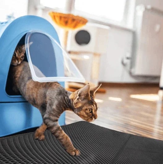 StreuChampion — Endlich ein kuschelig sauberes Zuhause ohne Katzenstreu-Chaos!