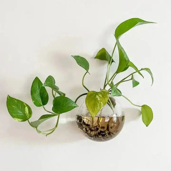 GlasOase™ — Bring Deine Wände Zum Leben Mit Frischer Natur-Power Und Stil