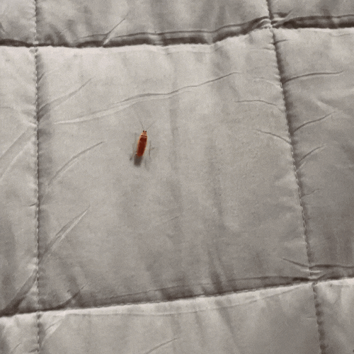 Insektenfänger Prodigy — Endlich stressfrei leben ohne Krabbelchaos!