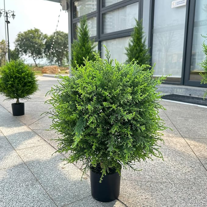 VivaCedar — Bring dauerhaft lebendige Frische und Style in Deinen Raum – ganz ohne Aufwand!