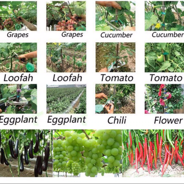 Pflanzen-Klammerpistole - Damit wirst du zum Meistergärtner