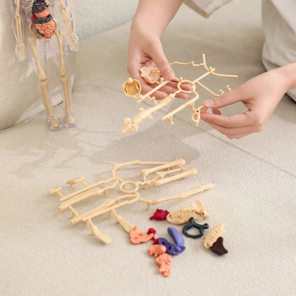 FlexiAnatomy — Entdecke den Körper in 3D und lerne so, dass du es nie wieder vergisst!