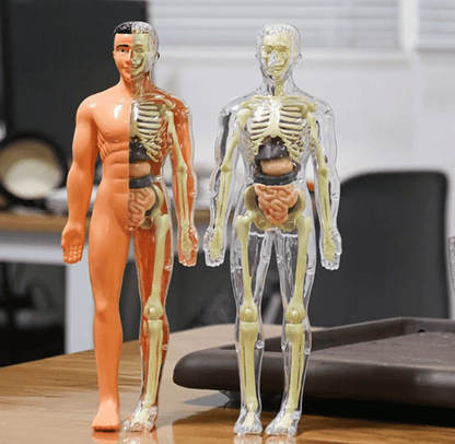 BodyCraze — Faszination Körperbau, die Kinder staunen und wachsen lässt!
