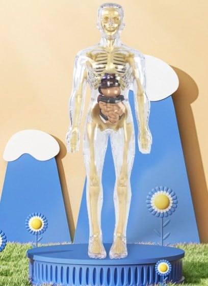 BodyCraze — Faszination Körperbau, die Kinder staunen und wachsen lässt!
