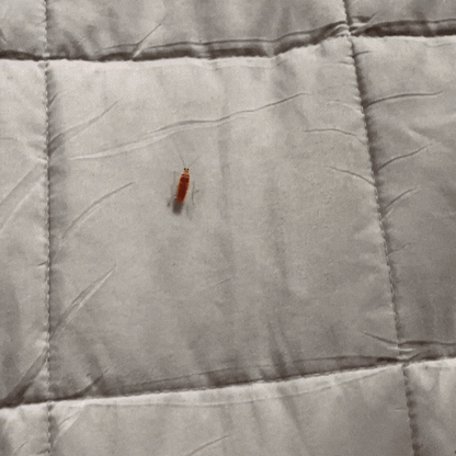 Insektenfänger Prodigy — Endlich stressfrei leben ohne Krabbelchaos!