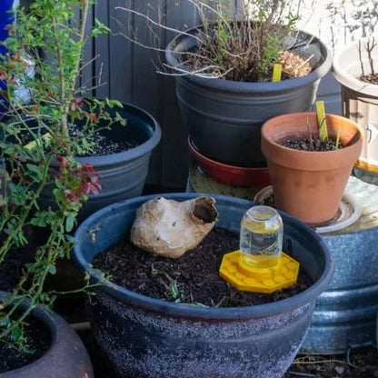 BuzziNest — Schütze deine Bienen und mach deinen Garten zum blühenden Lebenstraum!