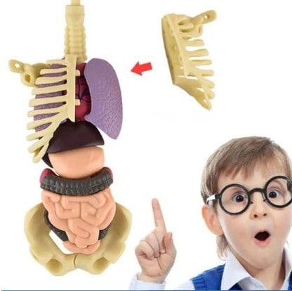 BodyCraze — Faszination Körperbau, die Kinder staunen und wachsen lässt!