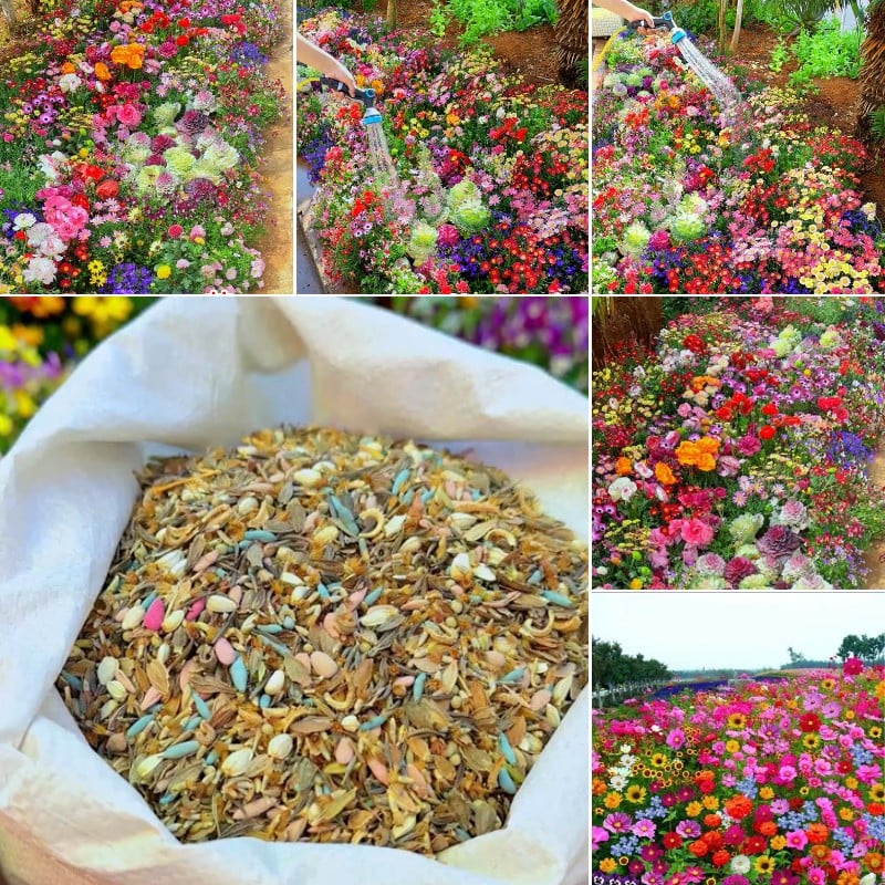 BlütenPracht™ — Ganzjährig farbenfrohes Gartenparadies