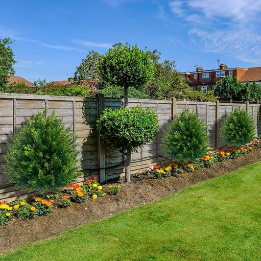 VivaCedar — Bring dauerhaft lebendige Frische und Style in Deinen Raum – ganz ohne Aufwand!