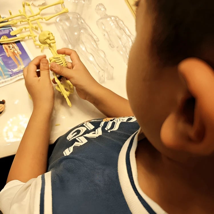 FlexiAnatomy — Entdecke den Körper in 3D und lerne so, dass du es nie wieder vergisst!