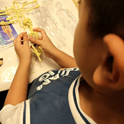 FlexiAnatomy — Entdecke den Körper in 3D und lerne so, dass du es nie wieder vergisst!