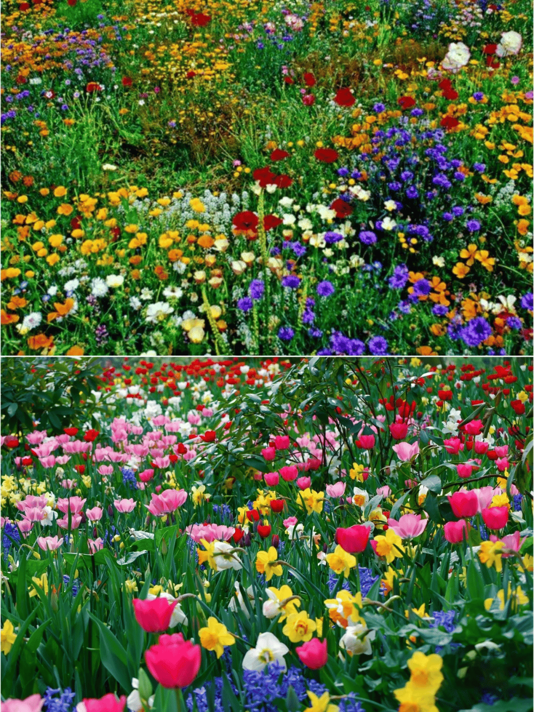 BlütenPracht™ — Ganzjährig farbenfrohes Gartenparadies