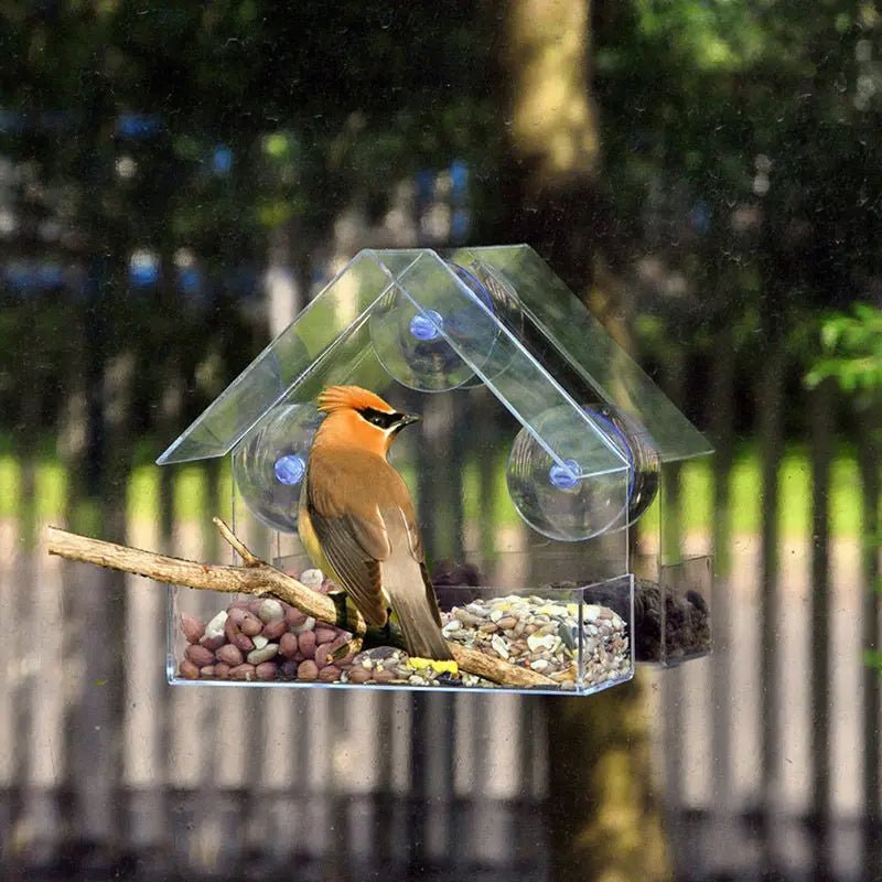 WildVida — Erlebe pure Naturmagie und finde deine tägliche Ruheoase am Fenster