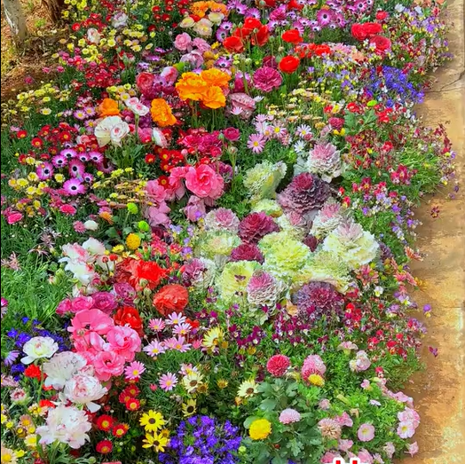 BlütenPracht™ — Ganzjährig farbenfrohes Gartenparadies