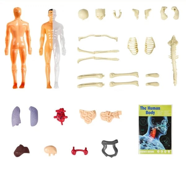 BodyCraze — Faszination Körperbau, die Kinder staunen und wachsen lässt!