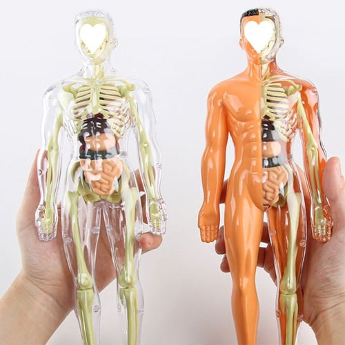 BodyCraze — Faszination Körperbau, die Kinder staunen und wachsen lässt!