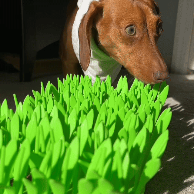 FeedMaster™ Slow Feeder — Beruhigt den Fressrausch und schenkt deinem Liebling entspannten Genuss