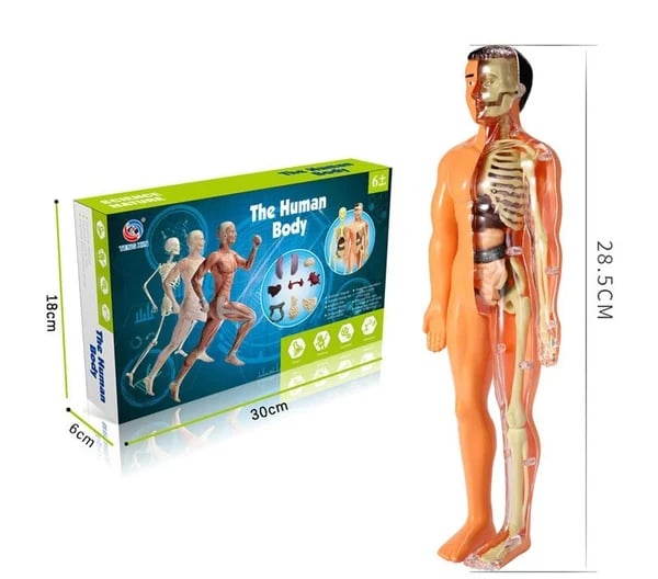 BodyCraze — Faszination Körperbau, die Kinder staunen und wachsen lässt!