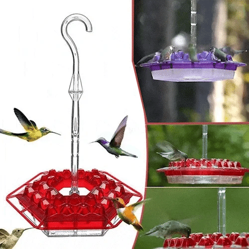 KolibriKracher — Zaubere ein lebendiges Vogelparadies direkt in Deinen Garten!
